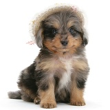 Sheltie x Poodle pup wearing a straw hat