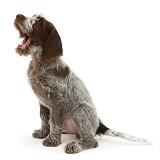 Spinone pup sitting and yawning