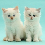Persian-cross kittens on blue background