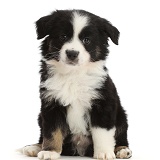 Black-and-white Mini American Shepherd puppy, 7 weeks old