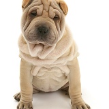 Shar-pei pup