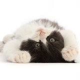 Black-and-white Persian x Ragdoll kitten, lying on his back