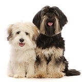 Coton de Tulear puppy  and Yorkshire Terrier x Shih-tzu