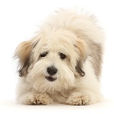 Coton de Tulear puppy, 5 months old, in play-bow