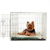 Yorkie lying in a crate