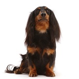 Black-and-tan Long-haired Dachshund bitch