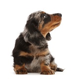 Long-haired Dapple Dachshund puppy, 7 weeks old