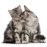 Silver tabby kittens, snuggling