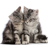 Silver tabby kittens, cuddling up