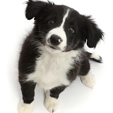 Black-and-white Border Collie puppy