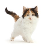 Persian x Ragdoll kitten, 7 weeks old, standing