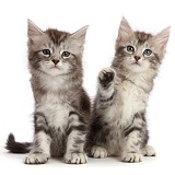 Silver tabby kittens