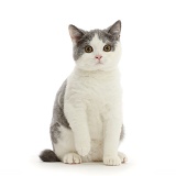 British shorthair x Manx cat