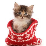 Tortie-Tabby kitten in a knitted woollen hat