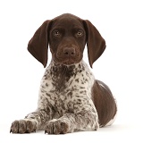 Liver-and-white Pointer puppy, lying with head up