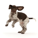 Liver-and-white Pointer puppy, jumping up, ears flapping
