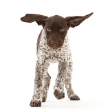 Liver-and-white Pointer puppy, running