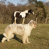 Horse appearing to stand on a dog's back