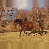 Bay Warmblood Gelding, 10 years old, cantering downhill