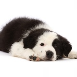 Black-and-white Border Collie puppy, chin on floor