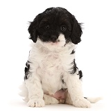Black-and-white Cockapoo puppy, sitting