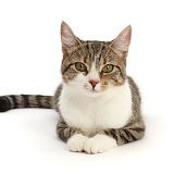 Tabby-and-white cat, lying with head up