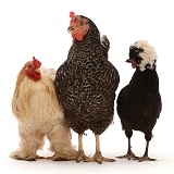 Three chickens, standing