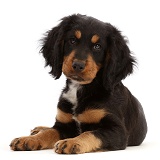 Black-and-tan Cocker Spaniel puppy, lying head up