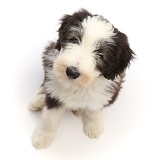 Bearded Collie puppy, 10 weeks old, sitting looking up