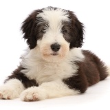 Bearded Collie puppy, 10 weeks old, lying head up