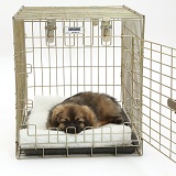 Tibetan Spaniel dog puppy in a crate