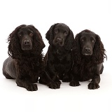 Black Cocker Spaniel dog and bitch, lying with a puppy
