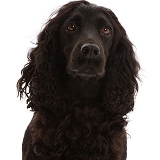 Black Cocker Spaniel dog, portrait