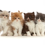 Four Persian-cross bicolour kittens, 6 weeks old, sitting in a row