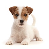 Tan-and-white Jack Russell Terrier puppy, lying head up