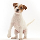 Tan-and-white Jack Russell Terrier puppy, with raised paw