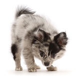 Pomeranian-cross puppy