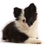 Pomchi (Pomeranian x Chihuahua) puppy