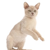 Lilac Burmese kitten, standing up