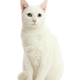 White cat with different coloured eyes