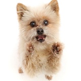 Pomeranian cross dog, 13 years old, standing up and begging