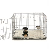 Rottweiler pup, with paws crossed, lying in a crate