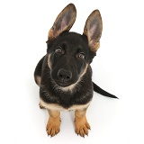 Alsatian puppy