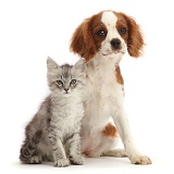 Silver Tabby kitten and Cavalier pup