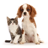 Tabby-and-white kitten and Cavalier pup