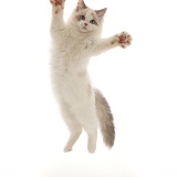 Ragdoll-x-Persian kitten, 14 weeks old, leaping and grasping
