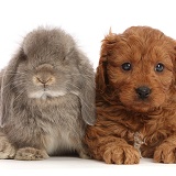 Red Cavapoo puppy, and grey Lop bunny