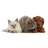 Red Cavapoo puppy, Ragdoll cross kitten and grey Lop rabbit