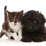 Black-and-white kitten, and black Cavapoo puppy