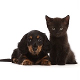 Long-haired Tricolour Dachshund puppy and black kitten